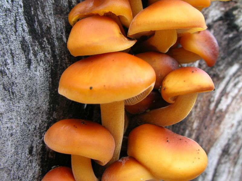 Flammulina velutipes ...